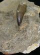 Fossil Plesiosaur Tooth In Matrix #25223-2